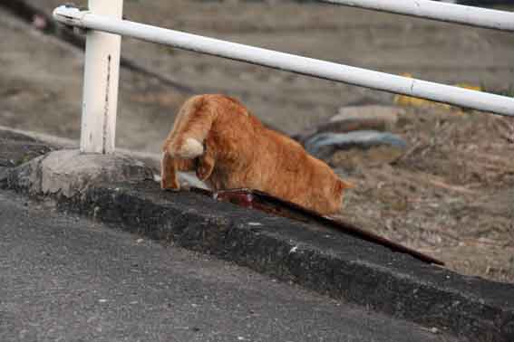 我が家のニャンコ♪2/1-03