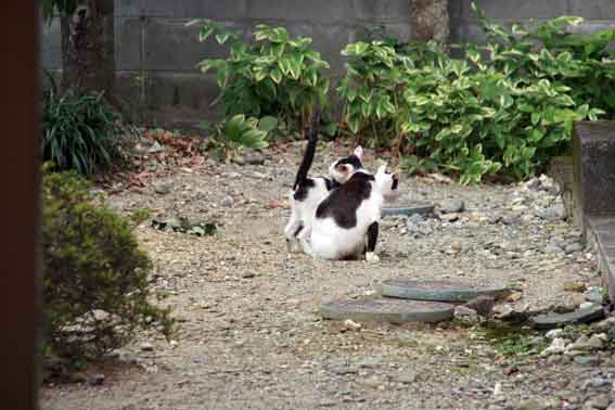 我が家のニャンコ♪7/25-2