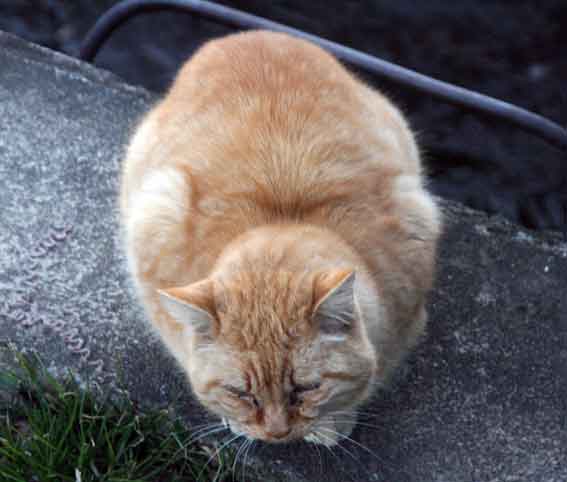 我が家のニャンコ♪2/1-04