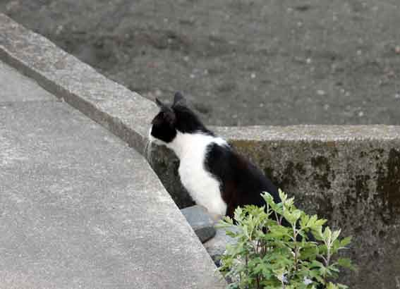 我が家のニャンコ♪4/26-2