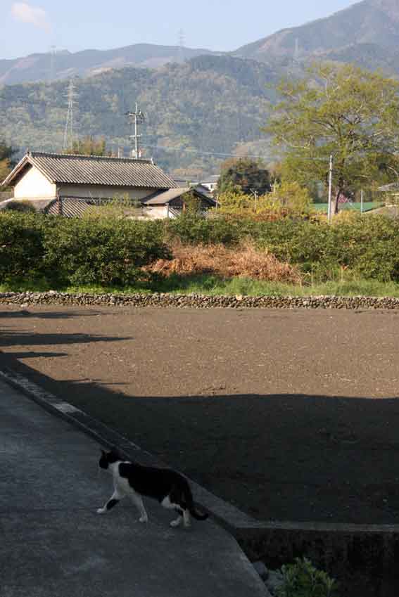 我が家のニャンコ♪4/26-3