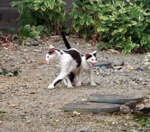 我が家のニャンコ♪7/25-3