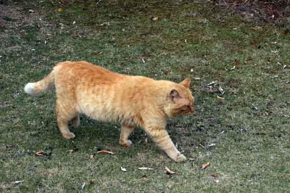 我が家のニャンコ♪4/24-2