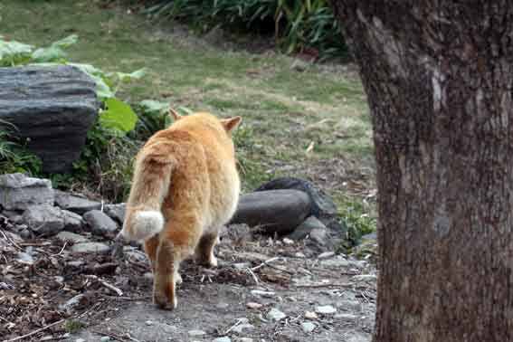 我が家のニャンコ♪4/24-3