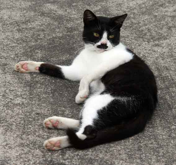 我が家のニャンコ♪7/28-2