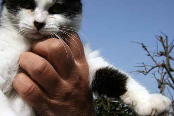 我が家のニャンコ♪3/13-2