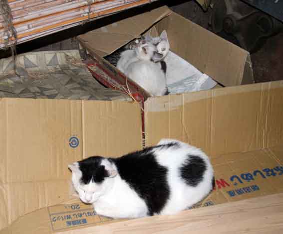 我が家のニャンコ♪12/18-2