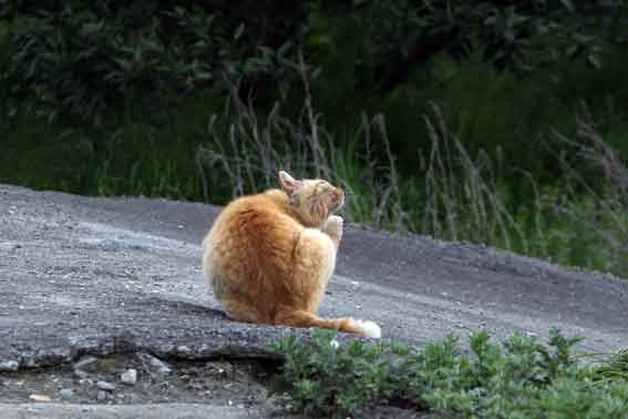 我が家のニャンコ♪4/24-4