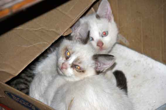 我が家のニャンコ♪12/18-3