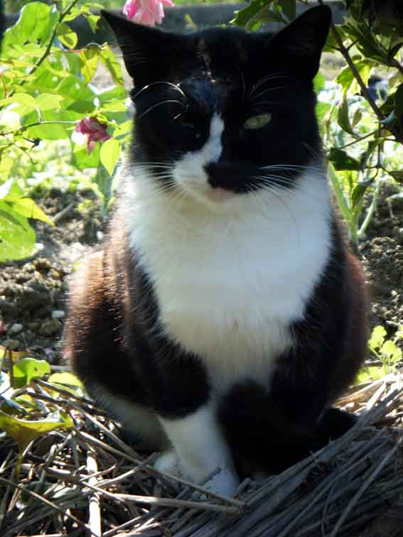 我が家のニャンコ♪10/17-2