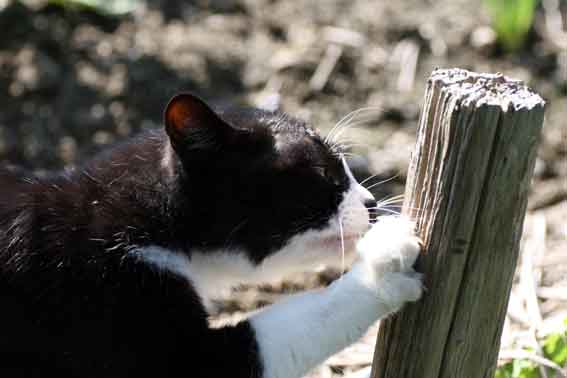 我が家のニャンコ♪10/17-3