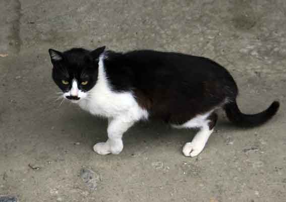 我が家のニャンコ♪4/19-2