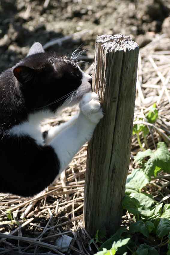 我が家のニャンコ♪10/17-4