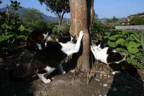 我が家のニャンコ♪4/29-1