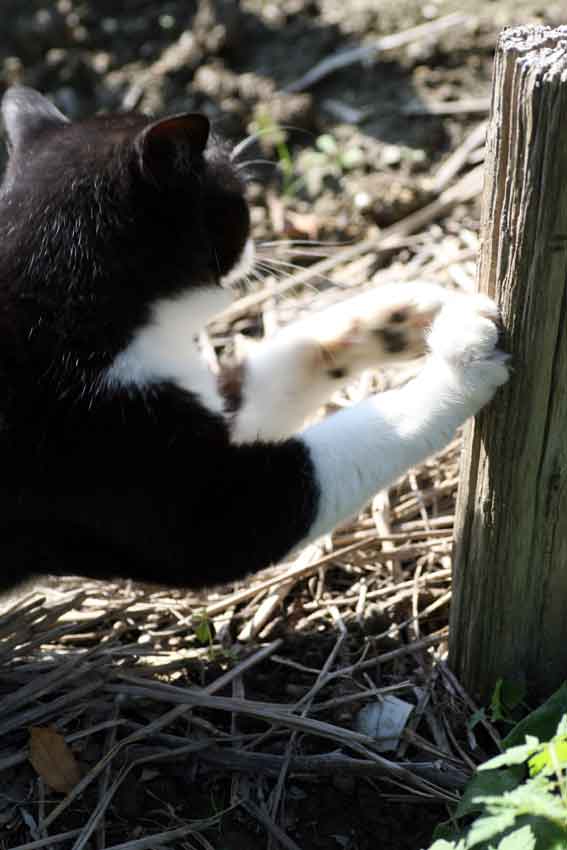 我が家のニャンコ♪10/17-5