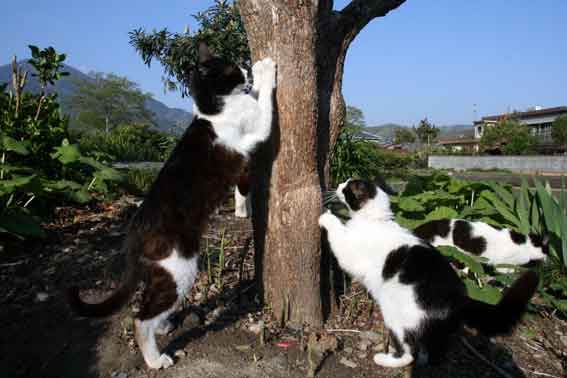 我が家のニャンコ♪4/29-2