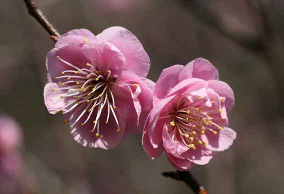 梅の花-5♪