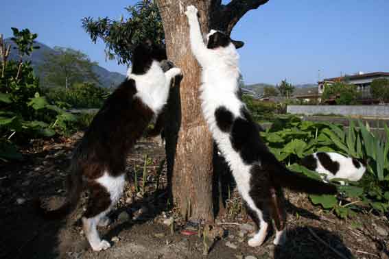 我が家のニャンコ♪4/29-3