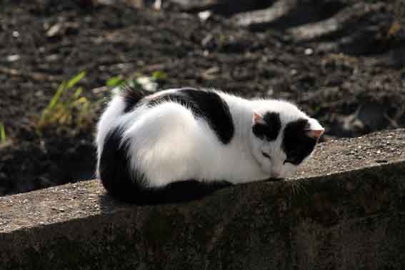 我が家のニャンコ♪10/31-2