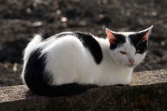 我が家のニャンコ♪10/31-3