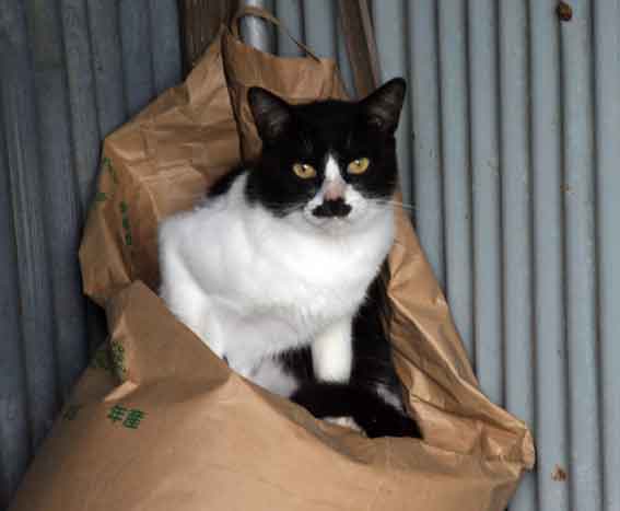 我が家のニャンコ♪9/22-2