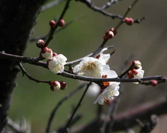 梅の花♪