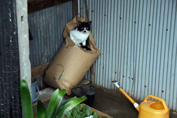 我が家のニャンコ♪9/22-3