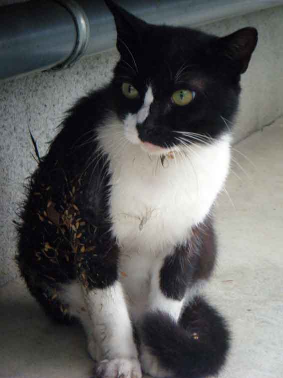 我が家のニャンコ♪8/22-2