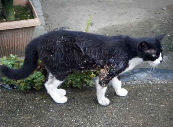 我が家のニャンコ♪8/22-3