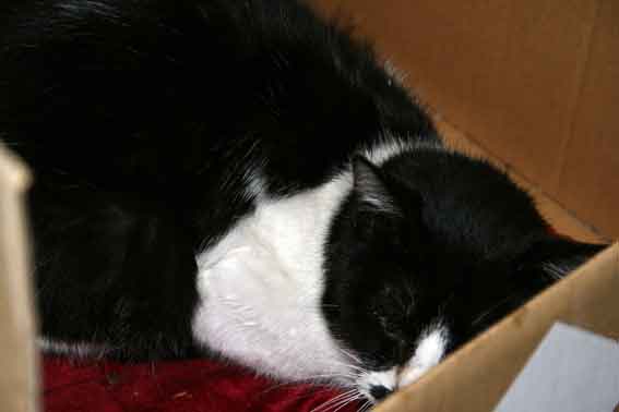 我が家のニャンコ♪2/10-2