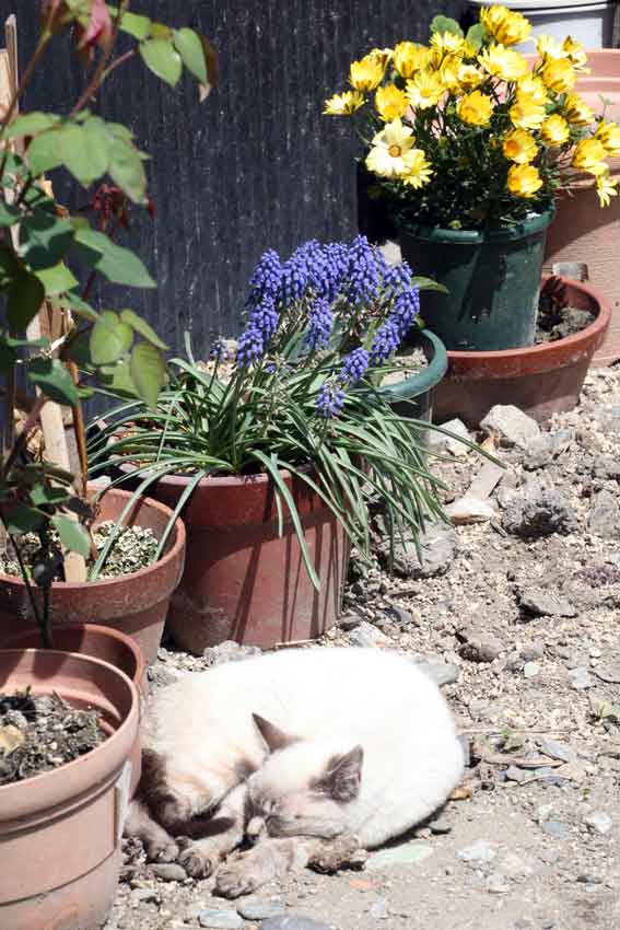 我が家のニャンコ♪4/23-2