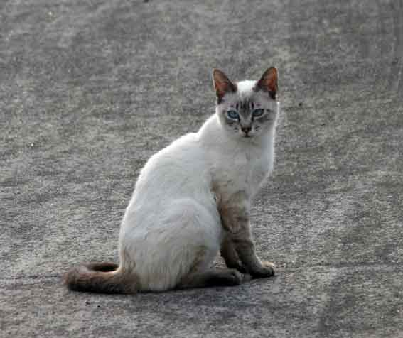 我が家のニャンコ♪5/17-2