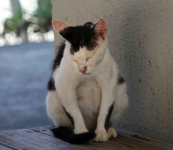 我が家のニャンコ♪8/17-2