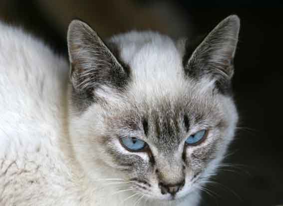 我が家のニャンコ♪4/23-3