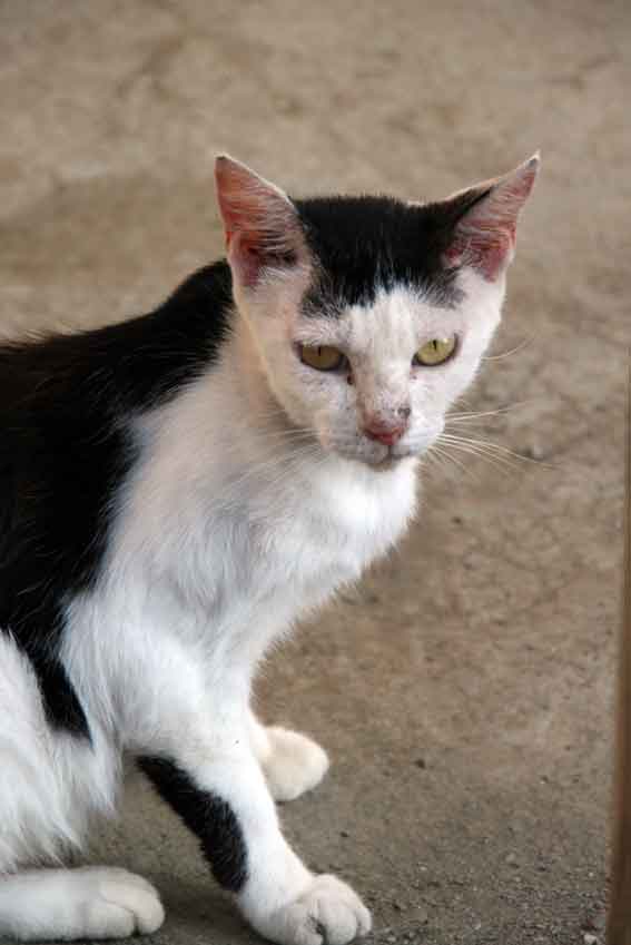 我が家のニャンコ♪8/17-3