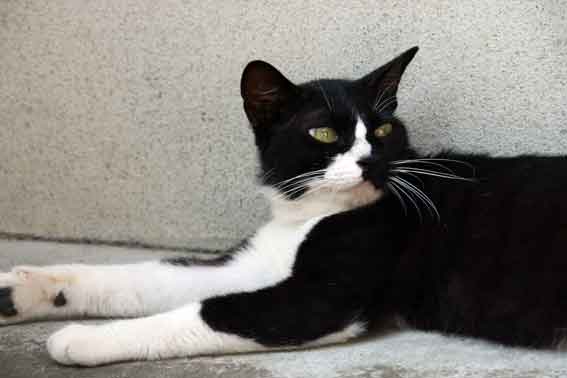 我が家のニャンコ♪7/18-2