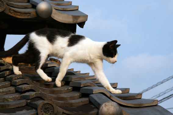 我が家のニャンコ♪10/16-2