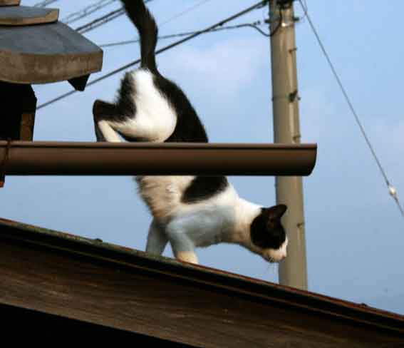 我が家のニャンコ♪10/16-3