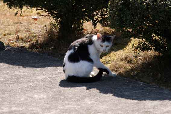 我が家のニャンコ♪2/28-2