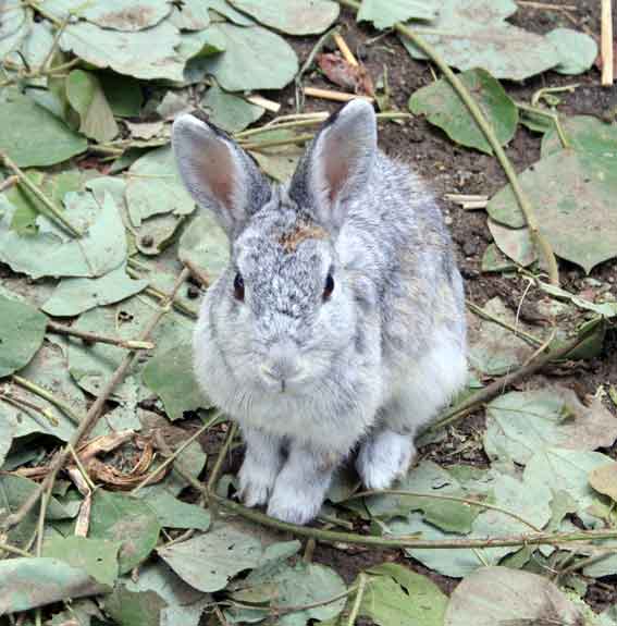 うさぎ-2♪