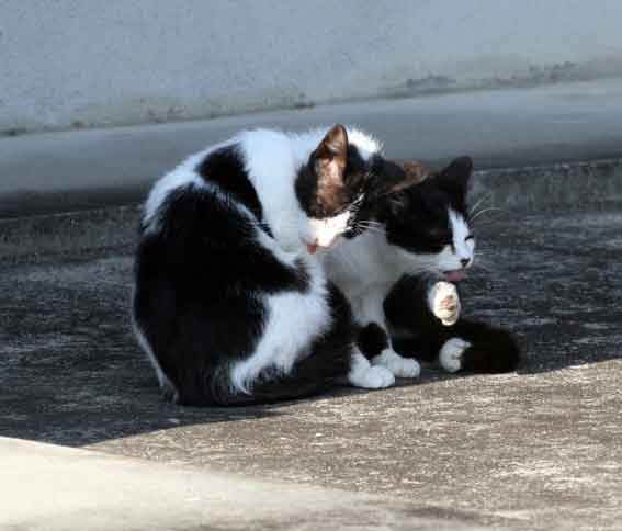 我が家のニャンコ♪4/25-2