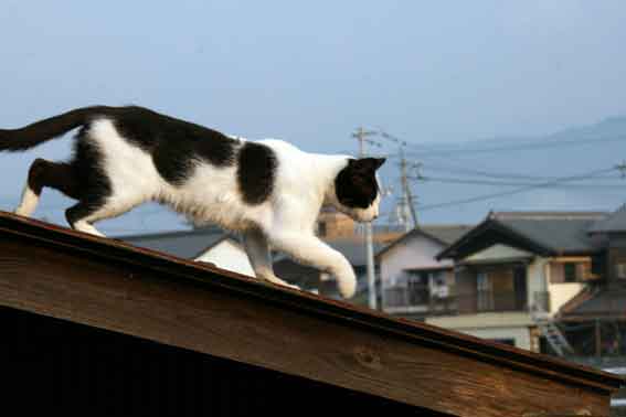 我が家のニャンコ♪10/16-4