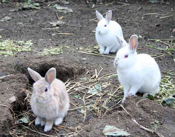 うさぎ-3♪