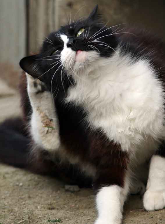 我が家のニャンコ♪3/25-2