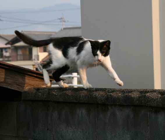 我が家のニャンコ♪10/16-5