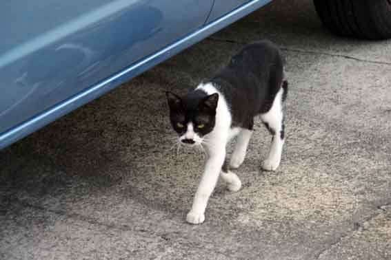 我が家のニャンコ♪8/19-2