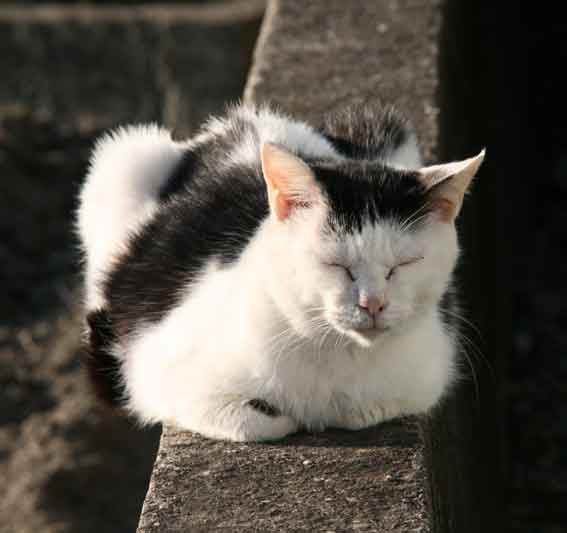 我が家のニャンコ♪12/1/20-2