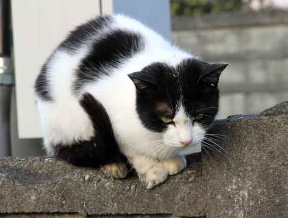 我が家のニャンコ♪12/22-2