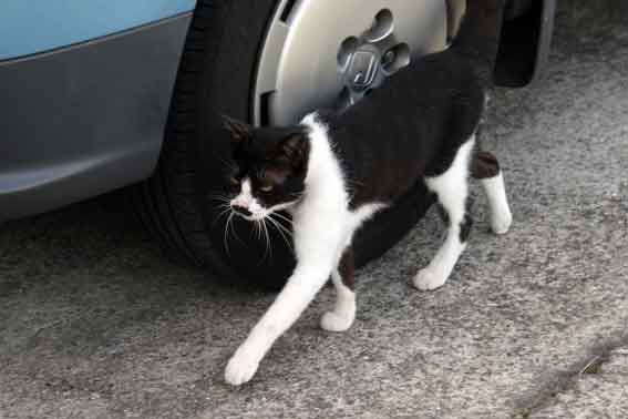 我が家のニャンコ♪8/19-3