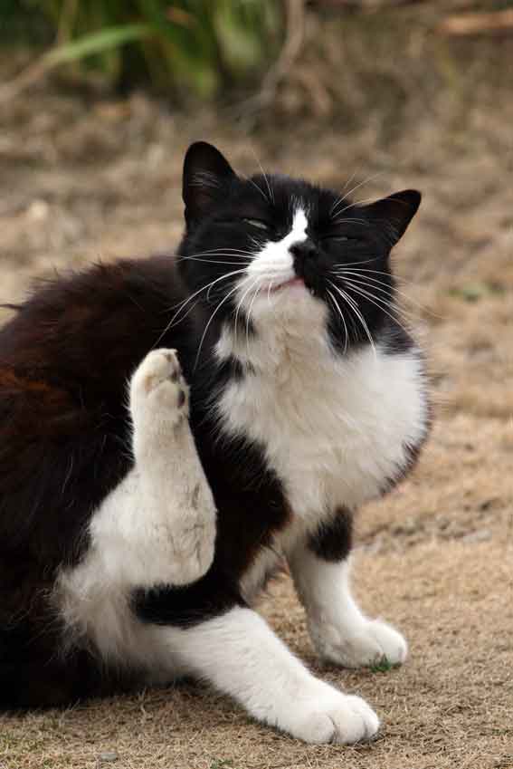 我が家のニャンコ♪2/23-2